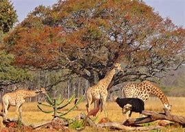 Mukuvisi woodlands